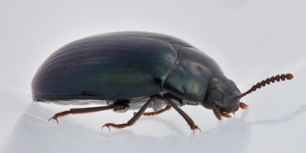 Tenebrionidae: Platydema violaceum? S